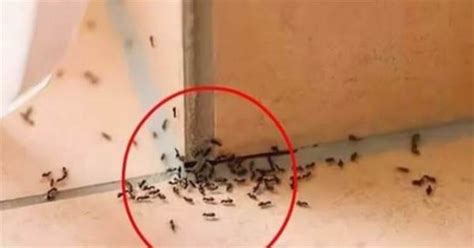突然出現大量螞蟻 開鐵門